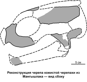 Результаты исследования гигантских ископаемых морских черепах опубликованы учеными из Луганска и Санкт-Петербурга