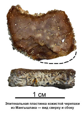 Результаты исследования гигантских ископаемых морских черепах опубликованы учеными из Луганска и Санкт-Петербурга