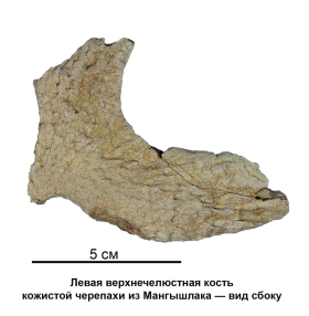Результаты исследования гигантских ископаемых морских черепах опубликованы учеными из Луганска и Санкт-Петербурга