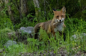 История одной экспедиции: преподаватель ЛГПУ – участница смены эколого-просветительского проекта «Заповедное дело РГО»