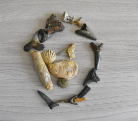 Палеонтологическая экспедиция ЛГПУ