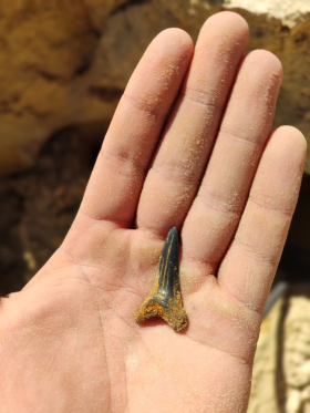 Палеонтологическая экспедиция ЛГПУ