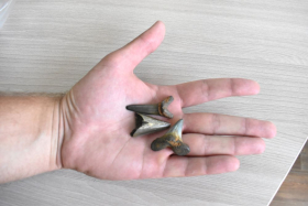 Палеонтологическая экспедиция ЛГПУ