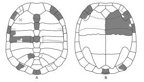 Научное открытие ученого Луганского педагогического