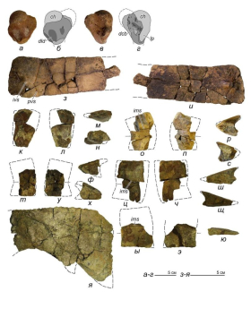 Ученый ЛГПУ описал комплекс ископаемых черепах из верхнемеловых отложений в Ижберде