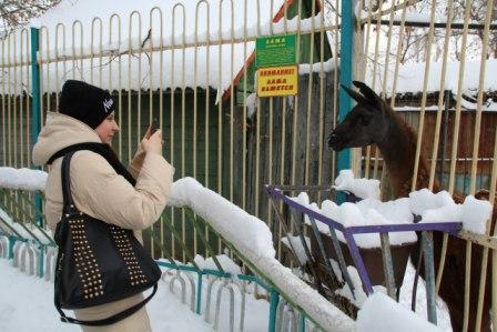 Луганские студенты помогли животным зоопарка. И волки сыты, и… ламы сыты